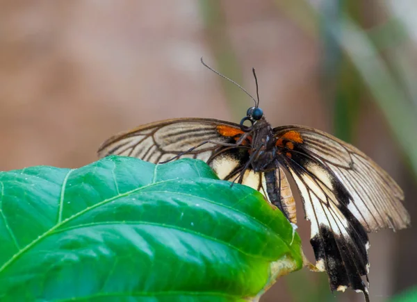 Fechar em butterlfy tropical — Fotografia de Stock