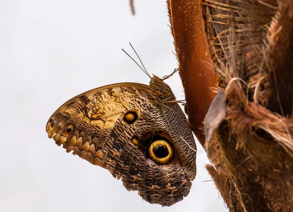 Fechar em butterlfy tropical — Fotografia de Stock