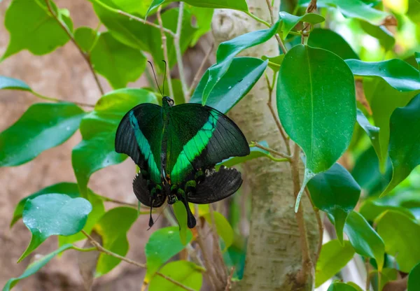 Tropikal butterlfy üzerinde Closeup