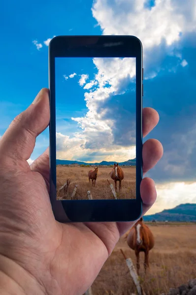 Mano con smartphone tomando fotos en un día soleado — Foto de Stock