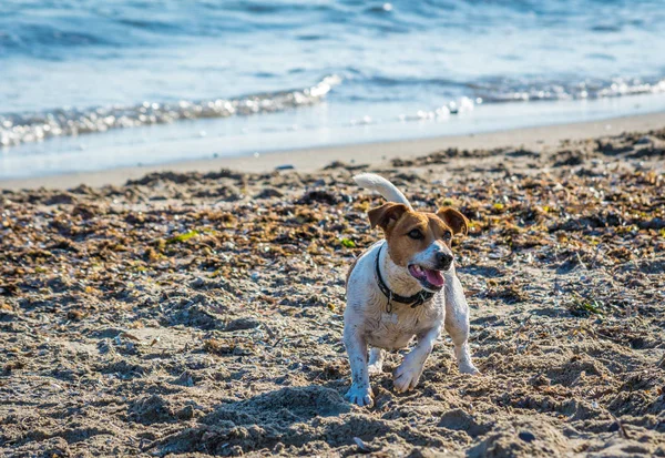 Jack russell terrier yaz aylarında sahilde oynuyor — Stok fotoğraf