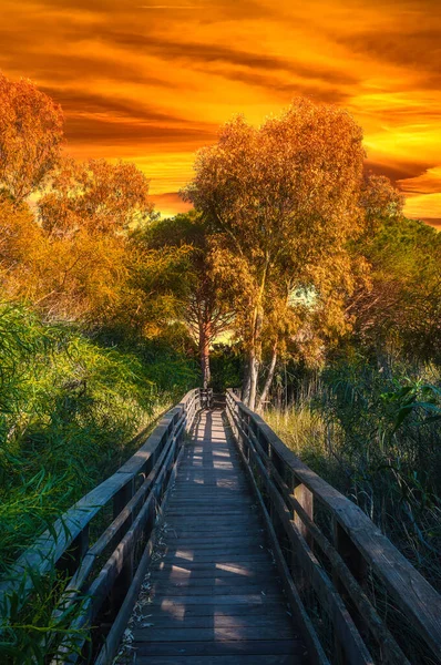 Holzweg Kiefernwald Bei Dramatischem Roten Sonnenuntergang — Stockfoto