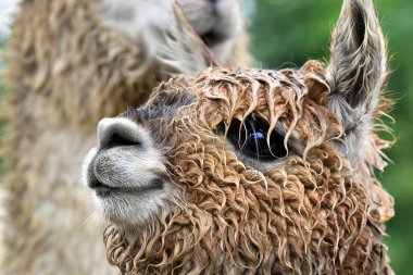 Küçük sevimli Lama alpaka başı. Islak alpaka, namlu detayı. Gülümseyen tüylü hayvan.