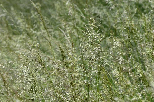 Verde Ouro Florescendo Grama Alta Meadov Vária Grama Alta Contexto — Fotografia de Stock