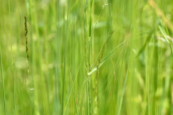 Green Tall Grass Detail Meadov Green Stems Various Tall Grass — Stock Photo, Image