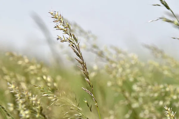 Green Gold Blooming Tall Grass Meadov River Bank Green Stems — Stock Photo, Image