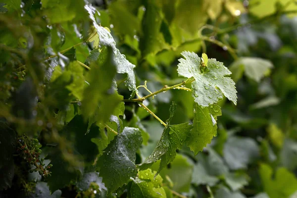 Winorośl Zielony Krzew Zbliżenie Liściu Deszczu — Zdjęcie stockowe