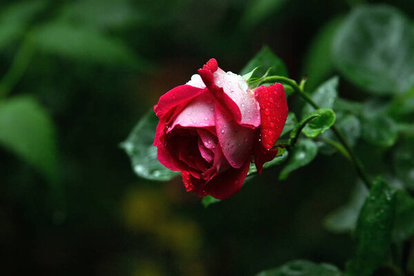 Red rose in rain. Garden rose with raindrops, green dark background.