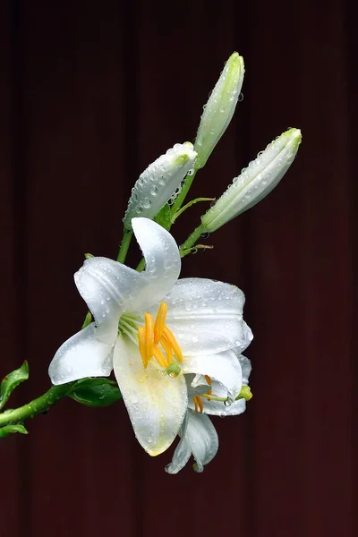 Biały Mokry Kwiat Lilii Ciemnym Tle Lilie Deszczu — Zdjęcie stockowe