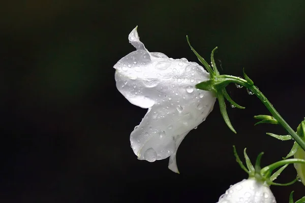 Biały Mokry Kwiat Lilii Ciemnym Tle Lilie Pąki Deszczu Zdjęcie Stockowe