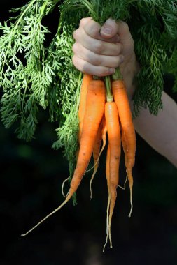 Bir demet havuçlu sos. Birkaç havuç el ele tutuştu. Taze havuç..