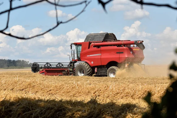 A red combine harvester mows a field of grain. Sunny hot day, ripples of air from the heat, blue sky with clouds. Shadow and branches of tree.