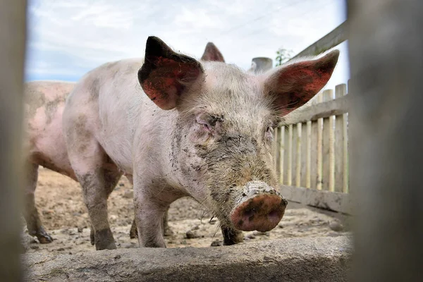 Young pig on the farm, close-up of a pig\'s head, big ears. Dirty pig reveling in the mud.