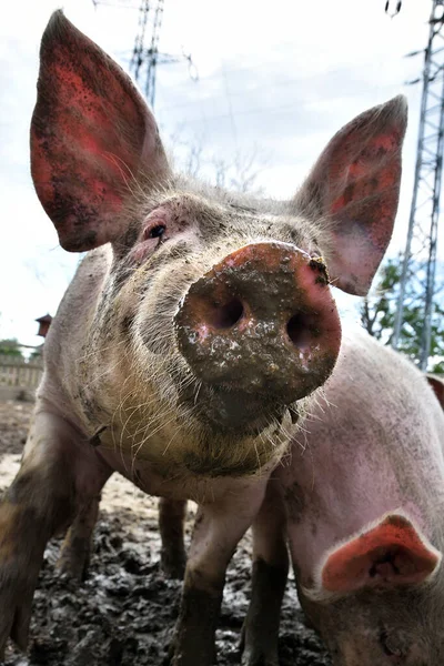 Porco Novo Fazenda Close Cabeça Porco Orelhas Grandes Porco Sujo — Fotografia de Stock