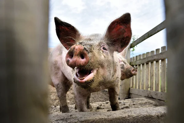 Mladé Usměvavé Prase Farmě Zblízka Prasečí Hlava Velké Uši Šťastné Stock Obrázky