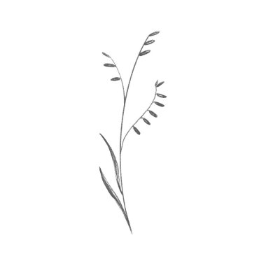 Çiçek tomurcukları olan tatlı bir yaz çimi dalı. Çizim kalem dijital sanat düz konum, üst görünüm. Paket kağıdı, ambalaj kağıdı, kumaş, ağ, davetiye, düğün etiketleri için yazdır.