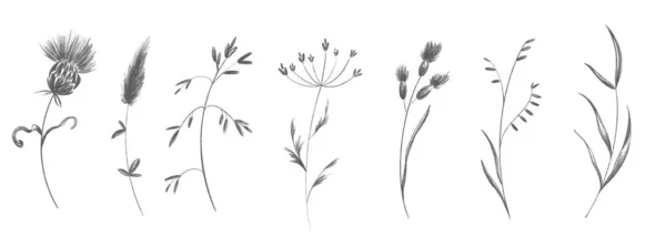 Çiçek Tomurcukları Olan Tatlı Bir Dal Parçası Çizim Kalem Dijital — Stok fotoğraf