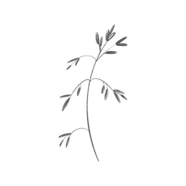 Мила Гілка Літньої Трави Ескізний Олівець Цифрове Мистецтво Плоске Положення — стокове фото