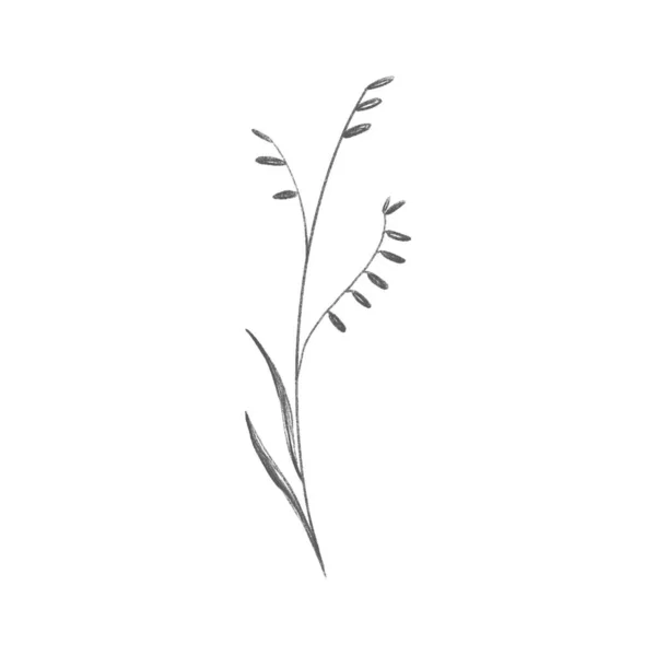 花の芽を持つ夏の草のかわいい小枝 スケッチ鉛筆デジタルアートフラット位置 トップビュー 包装紙 ウェブ 招待状 結婚式 ステッカーのための印刷 — ストック写真