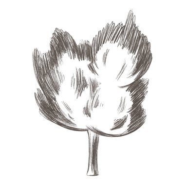 Şirin bir zeytin ağacı basittir. Kalem çizimi dijital sanat. Paketler, çıkartmalar, afişler, posterler, tekstil, ambalaj kağıdı, logo, marka, reklam, kırtasiye, boyama sayfaları için yazdır.