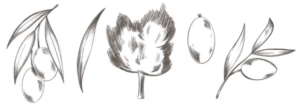 オリーブの木 ベリーのかわいいセットの葉 鉛筆スケッチデジタルアート ステッカー バナー ポスター 包装紙 ブランド 文房具 着色ページ用の印刷 — ストック写真