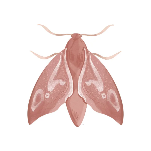白い背景にアンテナトップビューでかわいいピンクの蛾蝶が隔離されています テキスタイル水彩デジタルアート ステッカー ファブリック テキスタイル グリーティングカード 招待状 結婚式 タトゥーのための印刷 — ストック写真