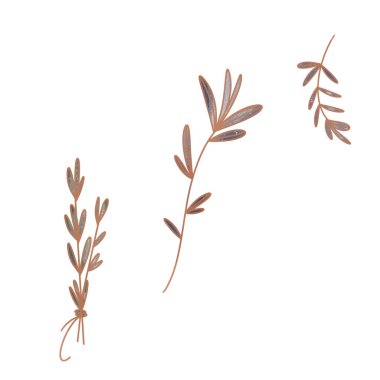 Beyaz arka planda izole edilmiş yıldızlı zarif büyülü boho cadı çimleri. Dokusal suluboya dijital sanat. Dövme yazdırma, çıkartma, kartpostal, sosyal medya paylaşımı, ambalaj, marka