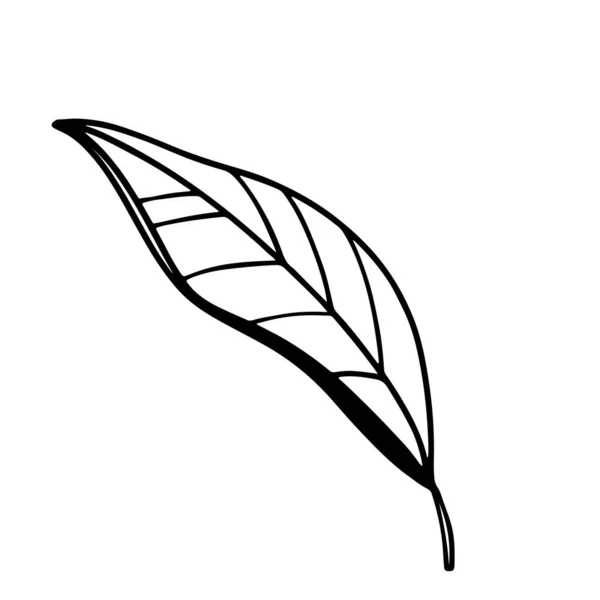 かわいいカワイイ黒梨の葉は隔離 デジタルドアアウトラインアート タトゥー ステッカー ブランド ソーシャルメディアの投稿 包装紙 はがき 着色ページのための印刷 — ストック写真