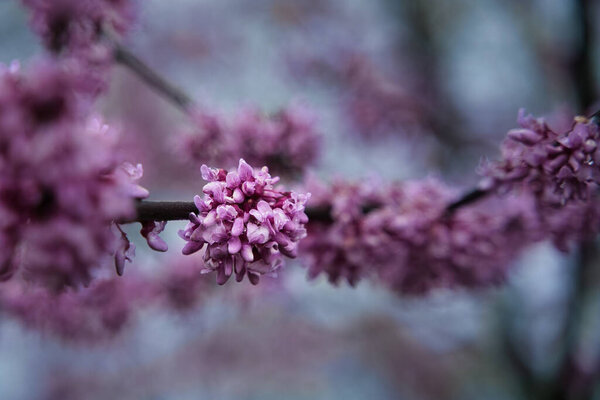 Redbud Tree Blossom on Cold Morning with shallow depth of field. Red budding flowers on tree branch with dew gathering on petals