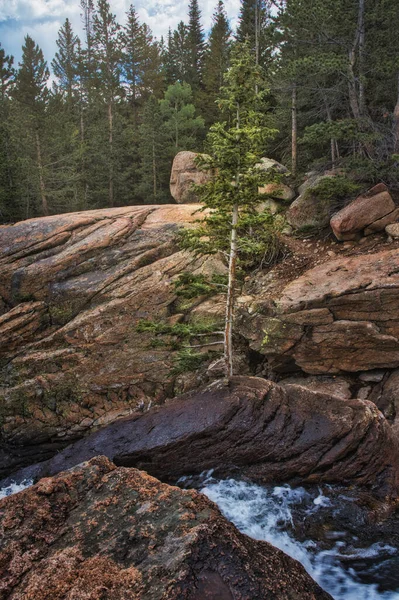 Einsamer Baum Der Auf Einem Felsen Inmitten Rauschenden Wassers Steht — Stockfoto