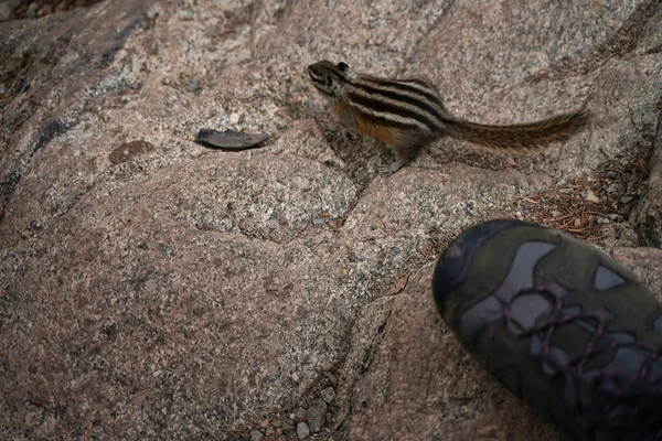 Chipmunk sitting on rock. Small animal beside human boot