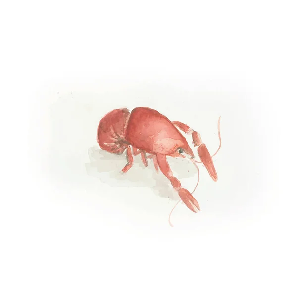 벡터 워터 컬러 Crawifsh Illustration lobster in white background. — 스톡 벡터