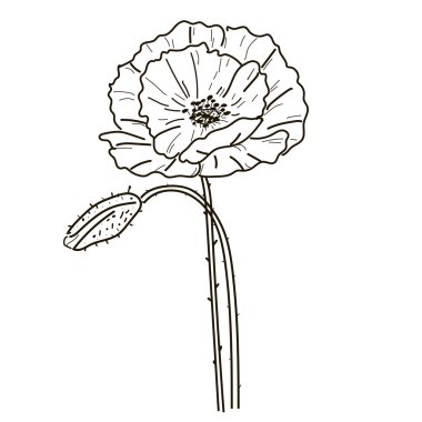 Poppy Wildflower çizgi çizimi, beyaz arka planda siyah çizim. Tek renkli çiçekli arka plan duvar kağıdı. Web, baskı ve şablon, posterler, davetiye ve tebrik kartı tasarımı için iyi.