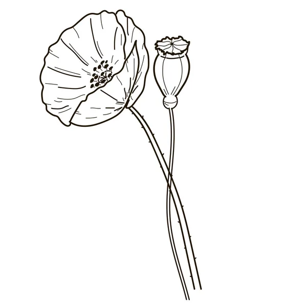 Poppy Wildflowers linha arte Flor desenho ilustração Preto sobre fundo branco. Papel de parede fundo floral monocromático. Bom para web, impressão e estêncil, cartazes, convite e design de cartão de saudação . — Fotografia de Stock