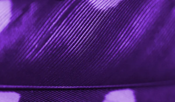 Fläckig Fjäder Fågel Närbild Toning Ultra Violett Färg Makro Abstrakt — Stockfoto
