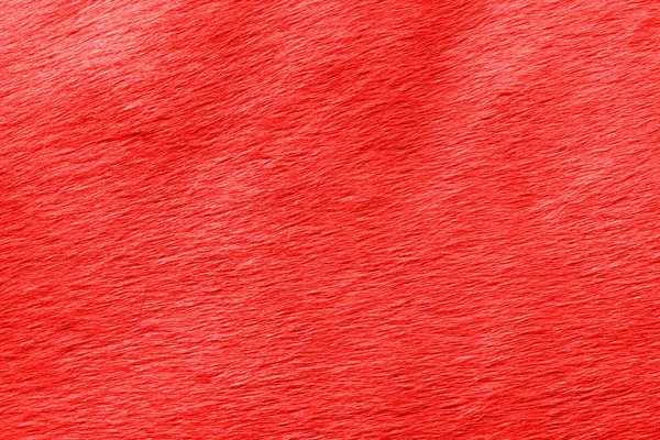 abstract view of the horse\'s wool toned in the color of the year Pantone grenadine. Background. Close up.