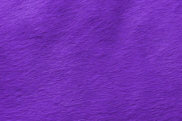 Abstract View Horse Wool Toned Color Year Pantone Ultra Violet — Stock Photo, Image