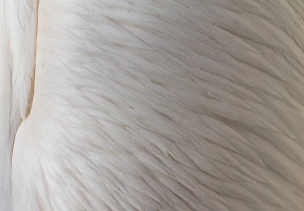 Abstrakt Bakgrund Pelican Fjädrar Närbild — Stockfoto