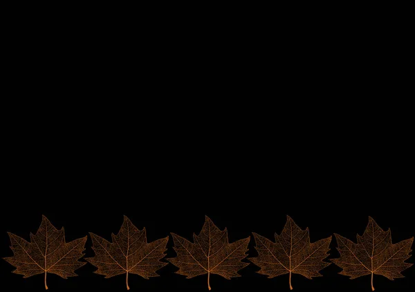 Πρότυπο Πλατανόφυλλο Μαύρο Φόντο Maple Leaf Patch — Φωτογραφία Αρχείου