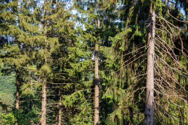 Sacro Monte (VA), İtalya - 01 Haziran 2020: Campo dei fiori bölge parkı, Varese, Lombardy, İtalya