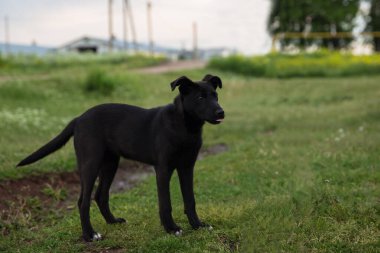 Siyah bir köpek yeşil çimlerin üzerinde duruyor ve sağa bakıyor.