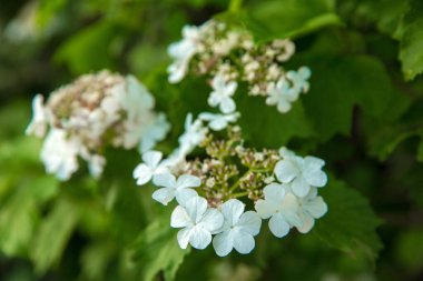 Yeşil ağaçtaki beş yapraklı beyaz ağaçlar.