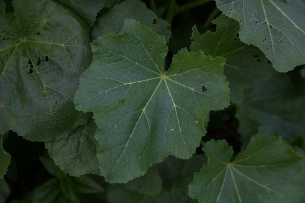 Plante Verte Sur Fond Noir — Photo