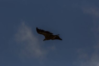 Serra Del Montsec, Lleida, Pireneler, İspanya 'da Akbaba