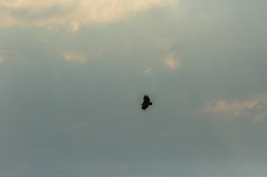 Serra Del Montsec, Lleida, Pireneler, İspanya 'da Akbaba