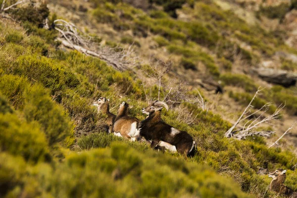 Mouflons Capcir Pireneje Francja — Zdjęcie stockowe