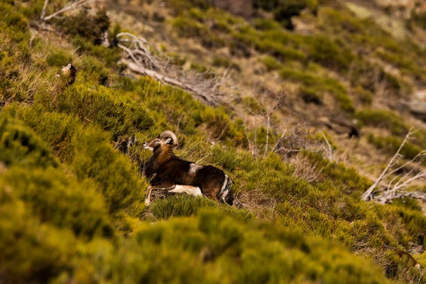 Mouflons Capcir Pyrenees France — Stock Photo, Image