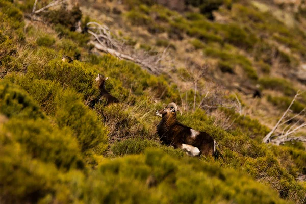 Mouflons Capcir Pyrenees France — Stock Photo, Image