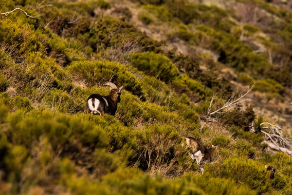 Mouflons Capcir Pyreneeën Frankrijk — Stockfoto