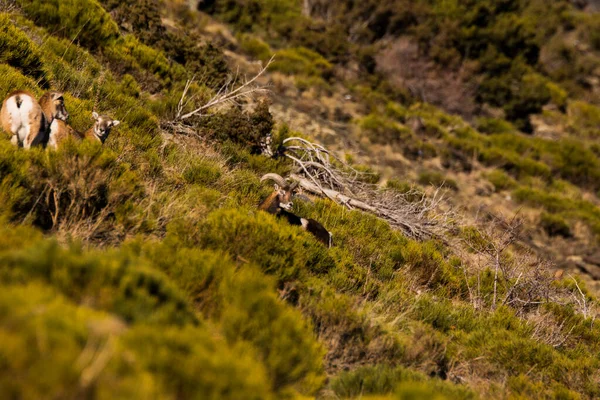 Mouflons Capcir Pireneje Francja — Zdjęcie stockowe